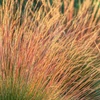 Kép 2/3 - Csenkesz - Festuca 'Sunrise' 10/20cm K14cm