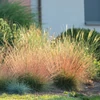 Kép 3/3 - Csenkesz - Festuca 'Sunrise' 10/20cm K14cm