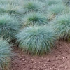 Kép 3/3 - Csenkesz deres kék - Festuca glauca 'Elijah Blue' 10/20cm K9x9cm