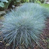 Kép 1/3 - Festuca glauca 'Elijah Blue'