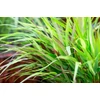 Kép 2/3 - Szálkafű ősszel vörös lombú - Hakonechloa macra 'Beni Kaze' 30/40cm K13cm