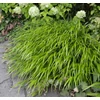 Kép 3/3 - Szálkafű ősszel vörös lombú - Hakonechloa macra 'Beni Kaze' 30/40cm K13cm