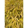 Kép 1/2 - Hakonechloa macra 'All Gold'