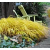 Kép 2/2 - Szálkafű aranysárga - Hakonechloa macra 'All Gold' 20/30cm K13cm