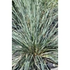 Kép 3/3 - Zabfű örökzöld kékesszürke - Helictotrichon sempervirens 'Saphirsprudel' 20/30cm K9x9cm