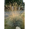Kép 1/3 - Helictotrichon sempervirens 'Saphirsprudel'