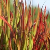 Kép 2/2 - Alangfű vörös - Imperata cylindrica 'Red Baron' 20/40cm K1,5l