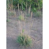 Kép 2/3 - Fényperje deres - Koeleria glauca 20/40cm K9x9cm