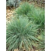 Kép 3/3 - Fényperje deres - Koeleria glauca 20/40cm K9x9cm