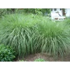 Kép 2/3 - Virágosnád kínai - Miscanthus sinensis 'Adagio' 20/40cm K14cm