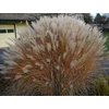Kép 3/3 - Virágosnád kínai - Miscanthus sinensis 'Adagio' 20/40cm K14cm