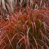 Kép 2/2 - Virágosnád kínai törpe vörös-lila lombú - Miscanthus sinensis 'Little Miss'