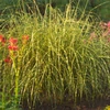 Kép 3/3 - Virágosnád kínai törpe sárga csíkos - Miscanthus sinensis 'Little Zebra' 20/40cm K14cm