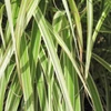 Kép 1/3 - Miscanthus sinensis 'Morning Light'