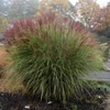 Kép 3/3 - Virágosnád kínai fehér csíkos - Miscanthus sinensis 'Morning Light' 60/80cm K14cm