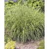 Kép 2/2 - Virágosnád kínai törpe sárga tarka - Miscanthus sinensis 'Strictus Dwarf' 20/30cm K14cm