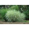 Kép 3/3 - Virágosnád kínai fehér csíkos - Miscanthus sinensis 'Variegatus' 60/80cm K3l