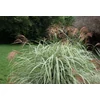 Kép 1/3 - Miscanthus sinensis 'Variegatus'