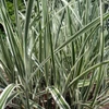 Kép 2/3 - Virágosnád kínai fehér csíkos - Miscanthus sinensis 'Variegatus' 60/80cm K3l