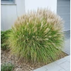 Kép 1/2 - Miscanthus sinensis 'Yakushima Dwarf'
