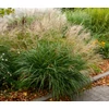 Kép 2/2 - Virágosnád kínai törpe - Miscanthus sinensis 'Yakushima Dwarf'