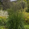 Kép 1/2 - Molinia arundinacea 'Karl Foerster'