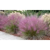 Kép 2/2 - Vattacukorfű - Muhlenbergia capillaris 20/30cm K13cm 