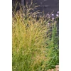 Kép 2/2 - Köles vesszős - Panicum virgatum 'Buffalo Green' 80/100cm K14cm