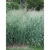 Kép 2/3 - Köles vesszős kékeszöld levelű - Panicum virgatum 'Prairie Sky' 40/60cm K3l