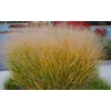 Kép 3/3 - Köles vesszős kékeszöld levelű - Panicum virgatum 'Prairie Sky' 40/60cm K3l
