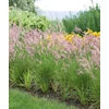 Kép 1/2 - Pennisetum 'Karley Rose'