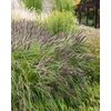 Kép 2/2 - Tollborzfű feketéslila virágú - Pennisetum alopecuroides 'Black Beauty'