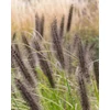 Kép 1/2 - Pennisetum alopecuroides 'Black Beauty'