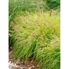 Kép 1/2 - Pennisetum alopecuroides 'Hameln Gold'