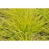 Kép 2/2 - Tollborzfű sárgászöld levelű - Pennisetum alopecuroides 'JS Jommenik' 20/30cm K14cm
