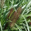 Kép 2/2 - Tollborzfű lilásvörös virágú - Pennisetum alopecuroides 'Red Head' 20/30cm K2l