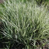 Kép 1/4 - Phalaris arundinacea 'Dwarf Garters'