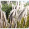 Kép 3/4 - Pántlikafű csíkos fehér tarka - Phalaris arundinacea 'Dwarf Garters' 60/80cm K14cm