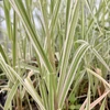 Kép 2/4 - Pántlikafű csíkos fehér tarka - Phalaris arundinacea 'Dwarf Garters' 60/80cm K14cm