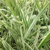 Kép 1/2 - Phalaris arundinacea 'Luteopicta'