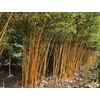 Kép 2/3 - Bambusz aranysárga szárú - Phyllostachys aureosulcata 'Aureocaulis' 300/350cm FL