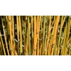 Kép 3/3 - Bambusz aranysárga szárú - Phyllostachys aureosulcata 'Aureocaulis' 300/350cm FL