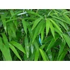 Kép 2/2 - Bambusz - Phyllostachys metake 80/100cm K25l