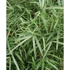 Kép 1/2 - Pleioblastus 'Variegatus'