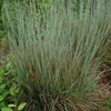 Kép 2/4 - Csomósperje seprűs kékeszöld vörös levélvéggel - Schizachyrium scoparium 'Standing Ovation'