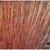 Kép 3/4 - Csomósperje seprűs kékeszöld vörös levélvéggel - Schizachyrium scoparium 'Standing Ovation'