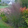 Kép 4/4 - Csomósperje seprűs kékeszöld vörös levélvéggel - Schizachyrium scoparium 'Standing Ovation'