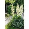 Kép 2/2 - Pálmaliliom - Yucca filamentosa 20/40cm K3l