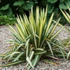 Kép 2/3 - Pálmaliliom sárga csíkos - Yucca flaccida 'Golden Sword' 20/40cm K2l