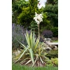 Kép 3/3 - Pálmaliliom sárga csíkos - Yucca flaccida 'Golden Sword' 20/40cm K2l